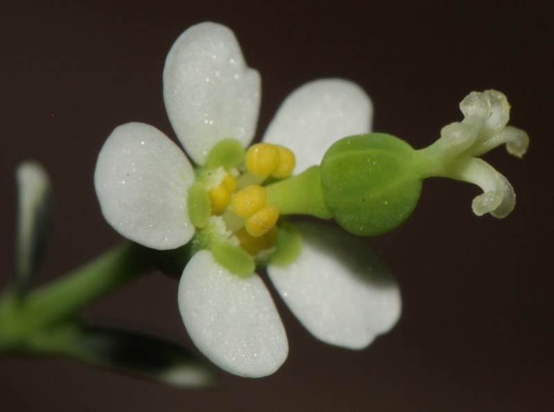 Flowering Spurge photo 7