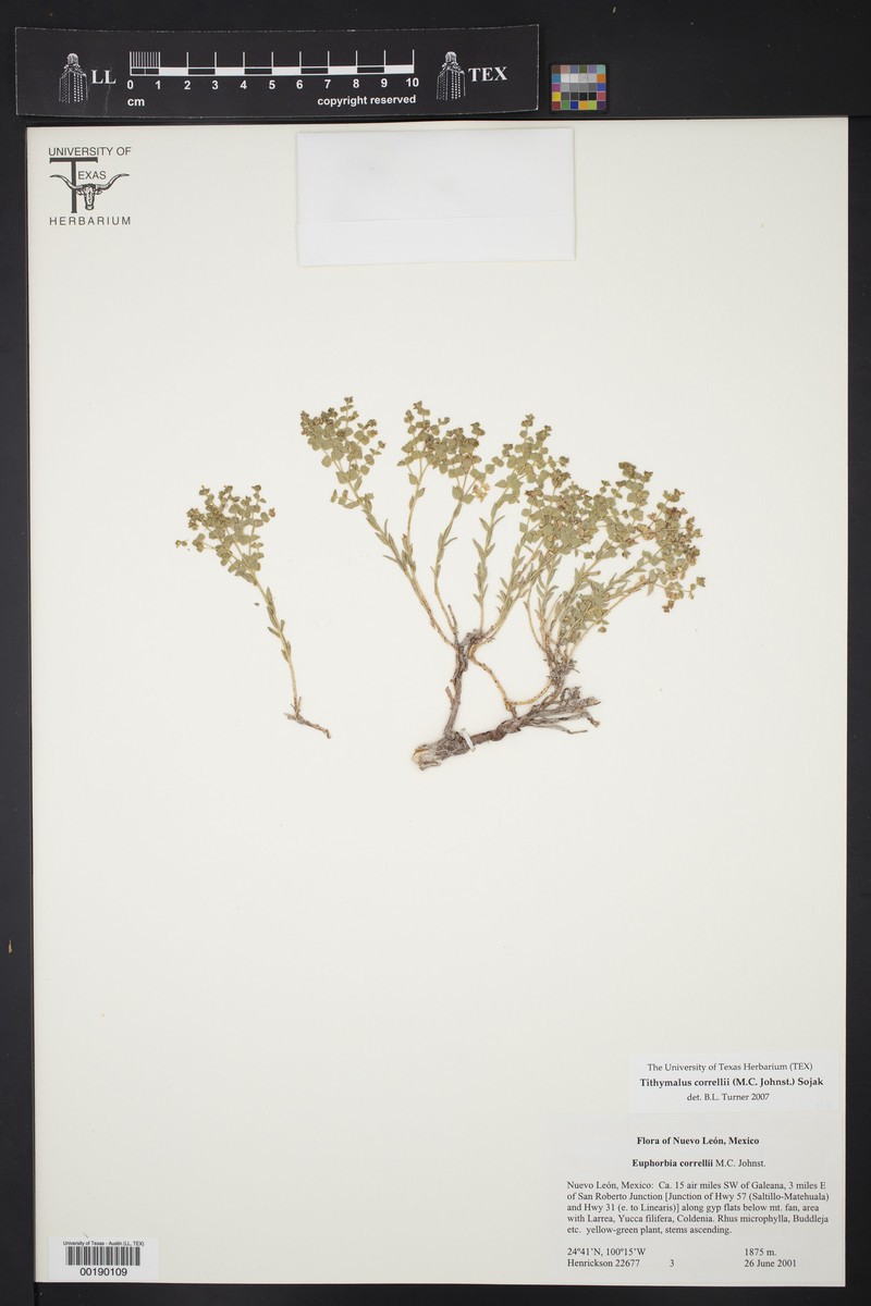 Euphorbia correllii