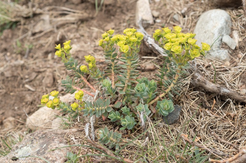 Euphorbia corsica