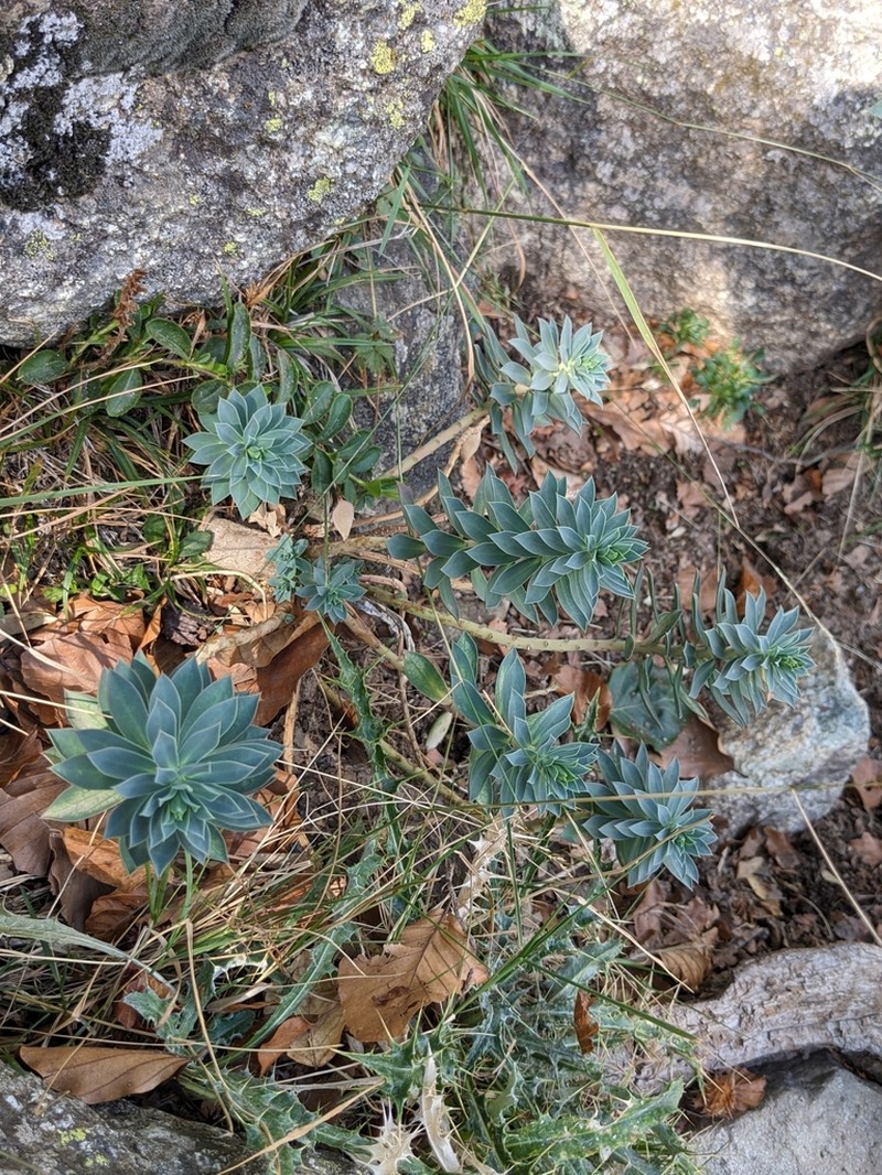 Euphorbia corsica photo 2