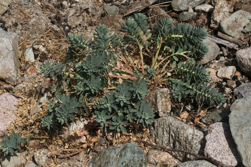 Euphorbia corsica photo 3