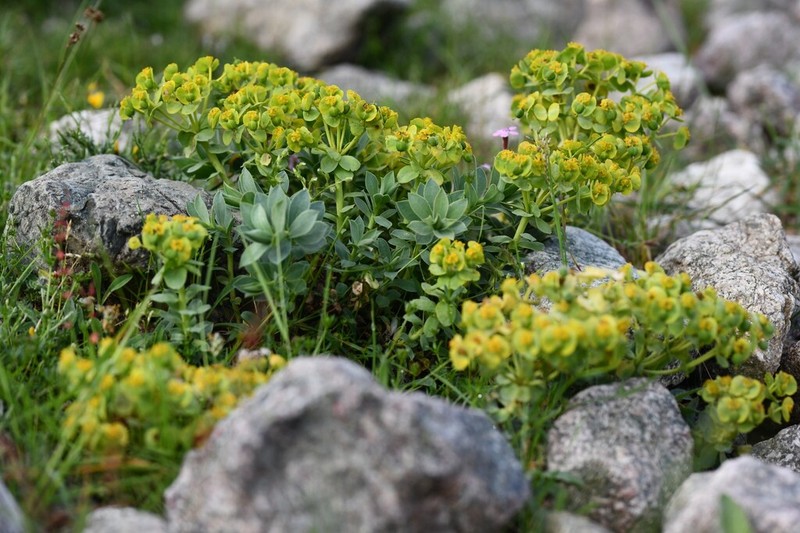 Euphorbia corsica photo 4