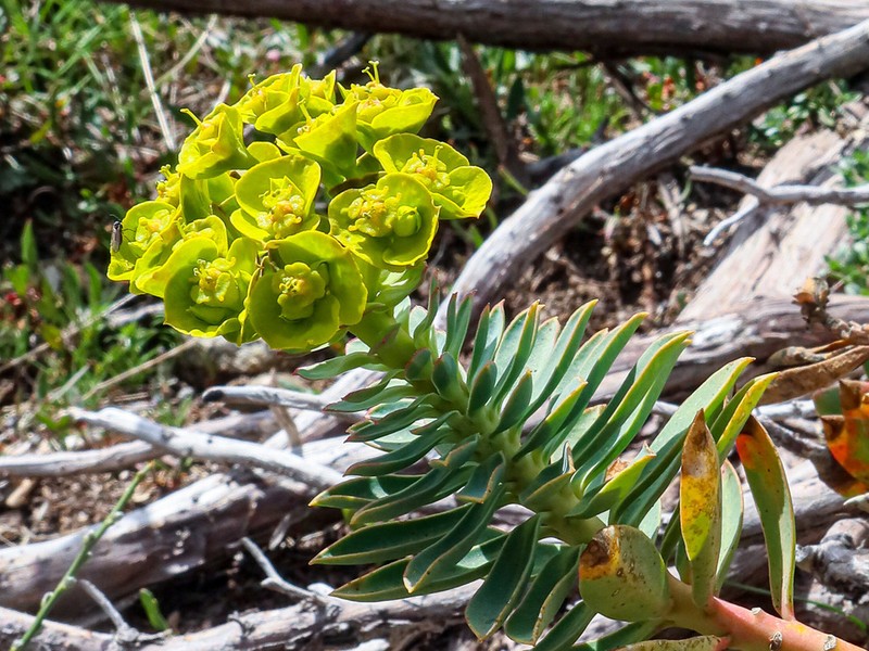 Euphorbia corsica photo 5
