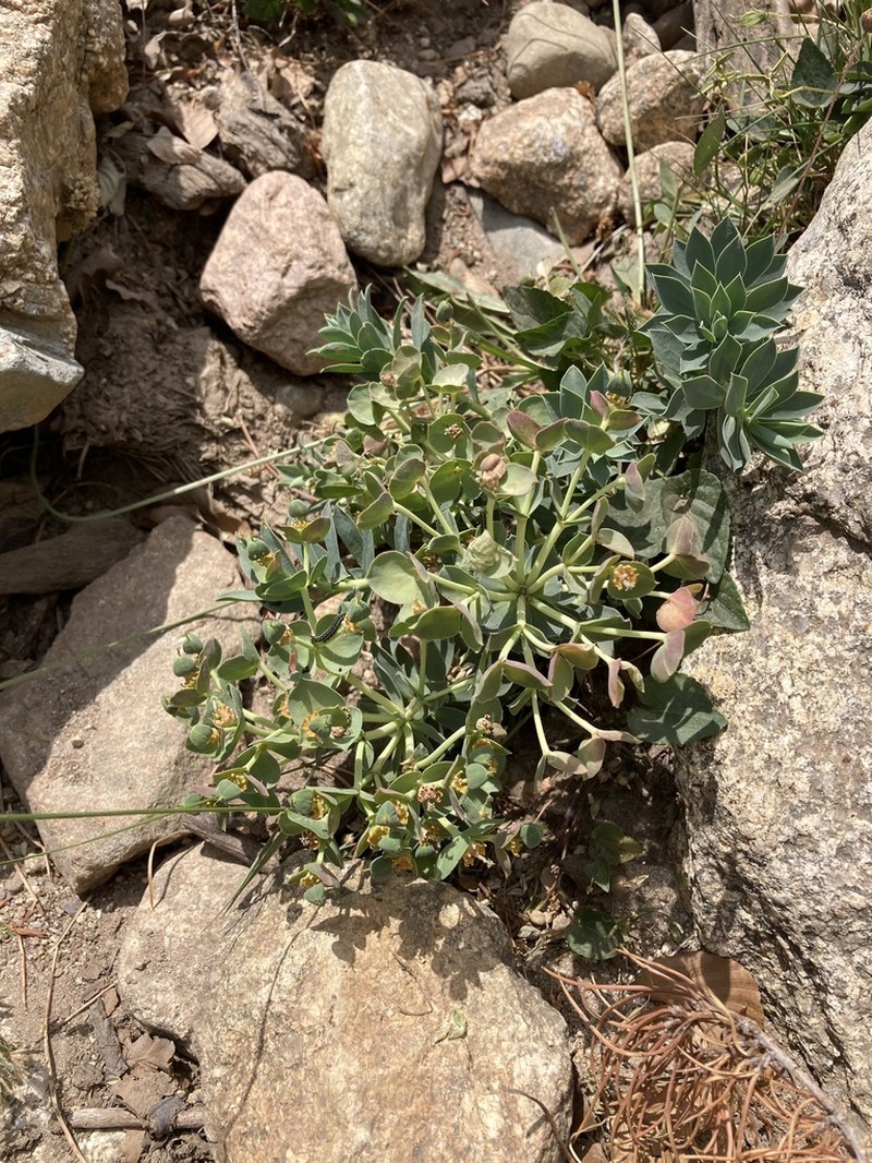Euphorbia corsica photo 6