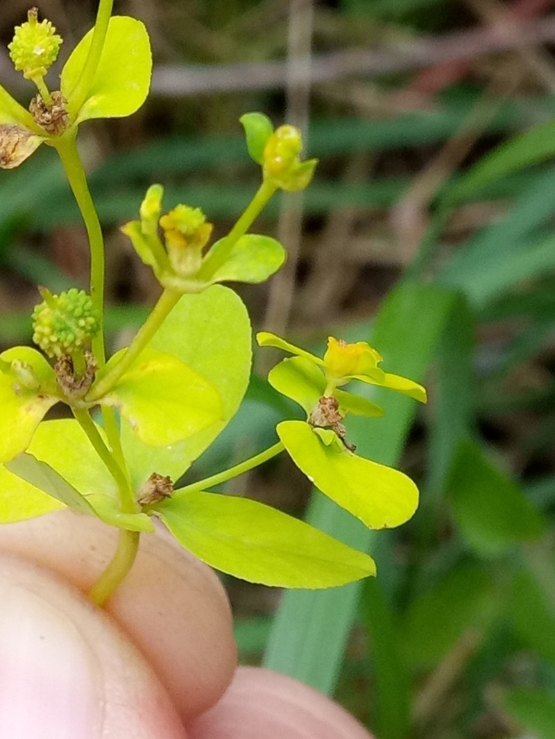 Euphorbia cossoniana