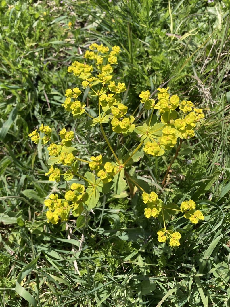 Euphorbia cossoniana photo 2
