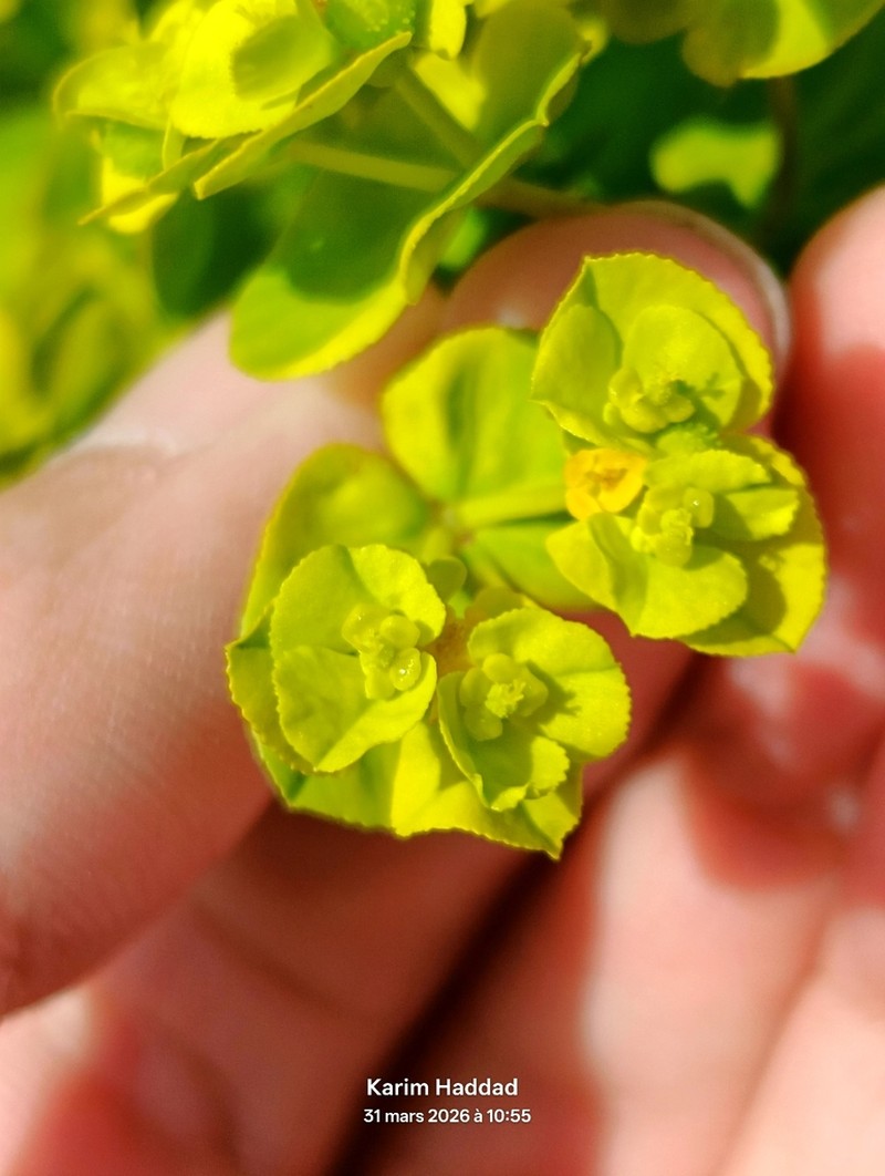 Euphorbia cossoniana photo 3