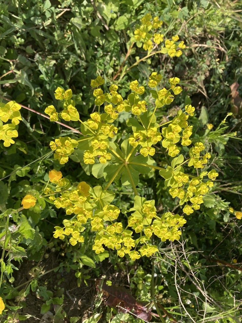 Euphorbia cossoniana photo 4