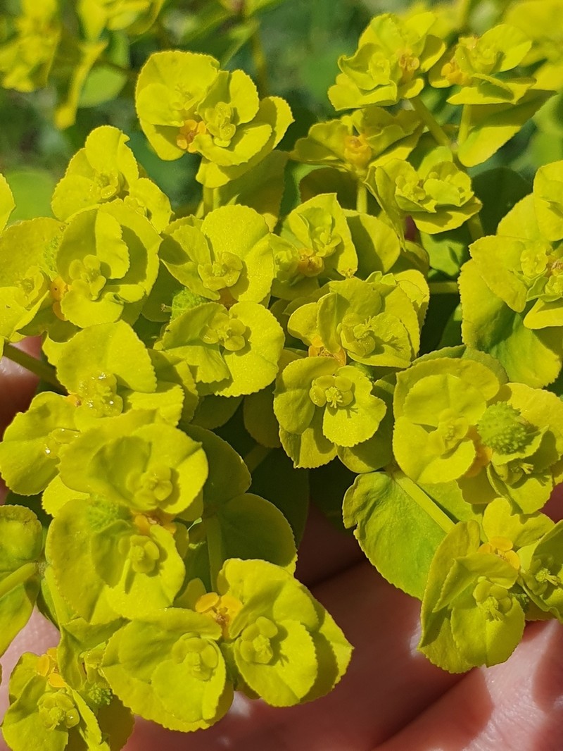 Euphorbia cossoniana photo 5