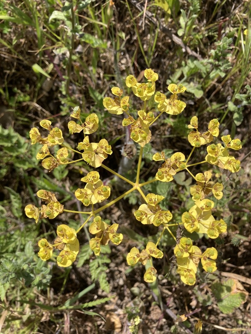 Euphorbia cossoniana photo 6
