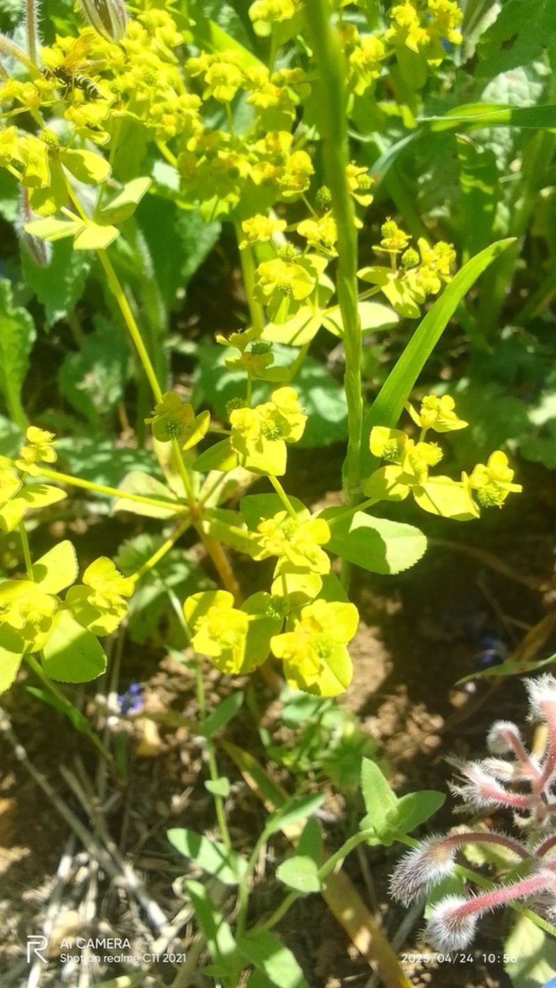 Euphorbia cossoniana photo 7