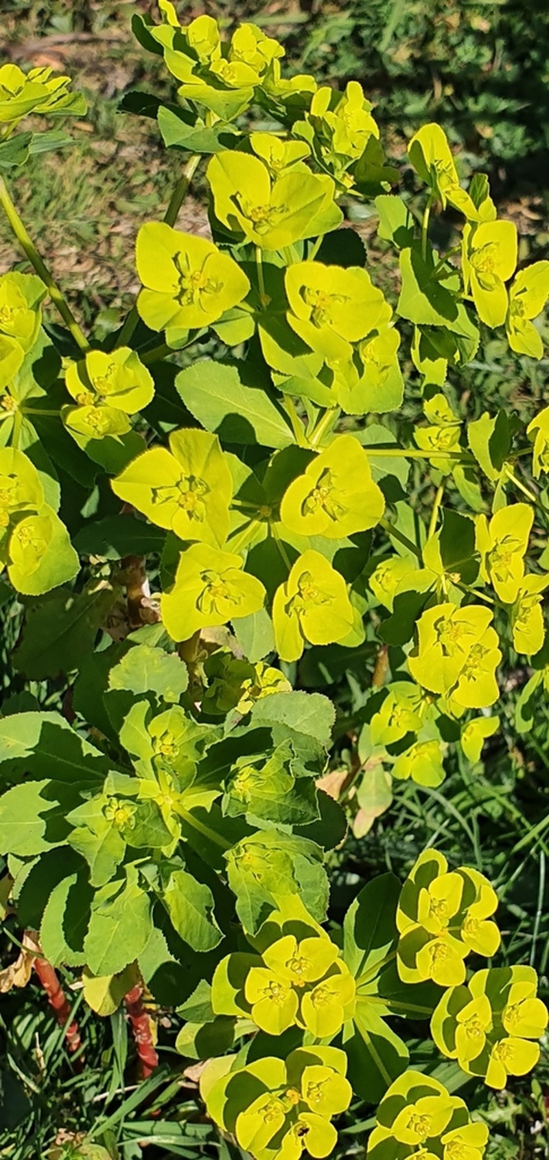 Euphorbia cossoniana photo 8