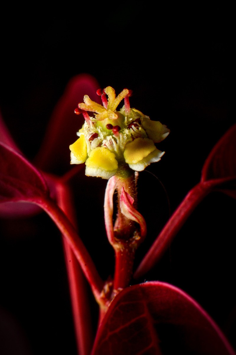 Mexican Shrubby Spurge photo 4
