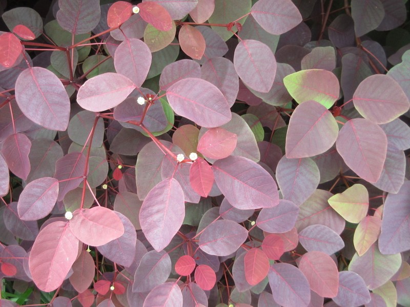 Mexican Shrubby Spurge photo 7