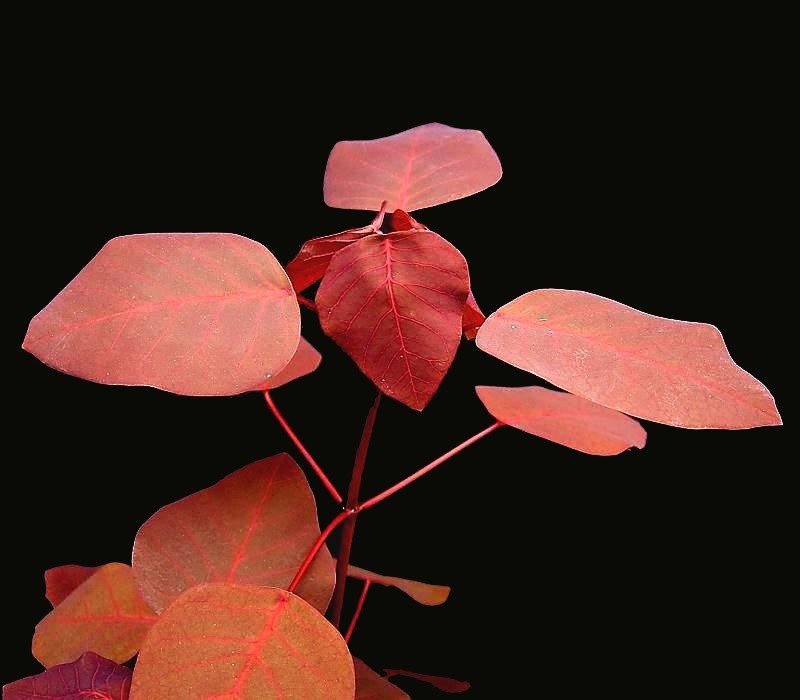 Mexican Shrubby Spurge photo 5