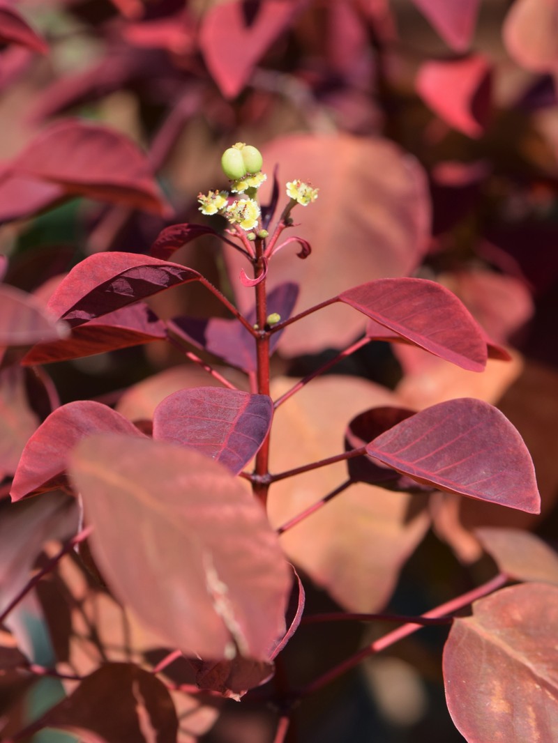 Mexican Shrubby Spurge photo 2