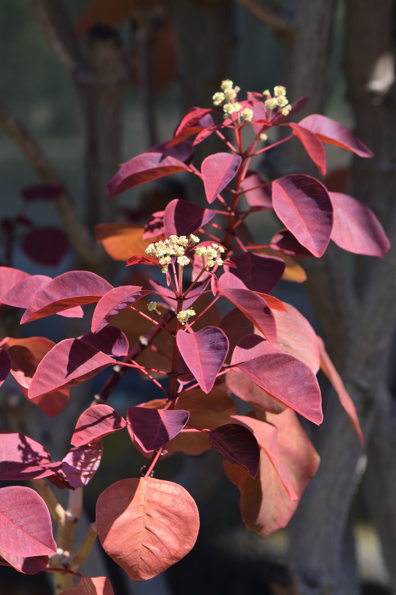 Mexican Shrubby Spurge photo 3