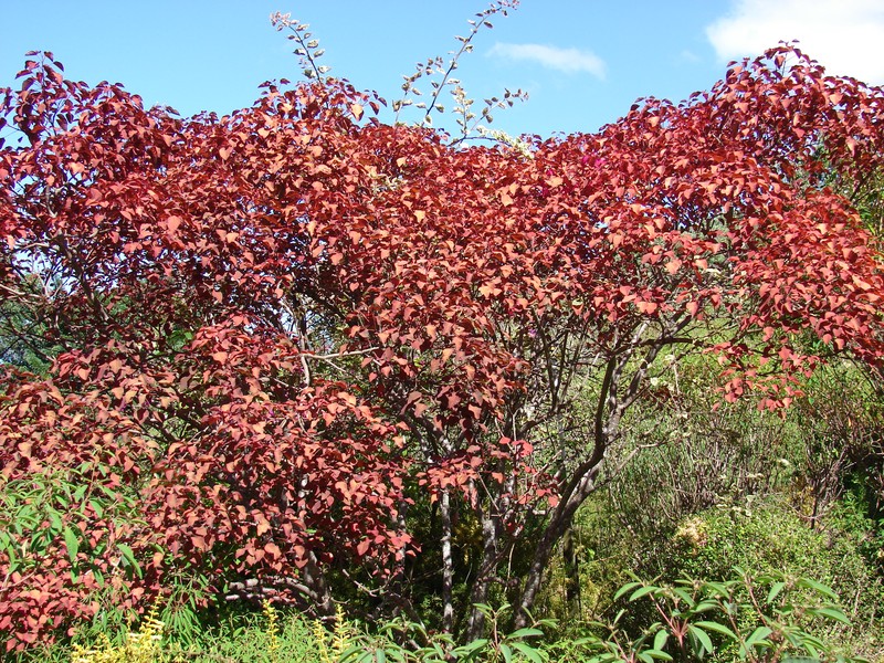 Mexican Shrubby Spurge photo 4