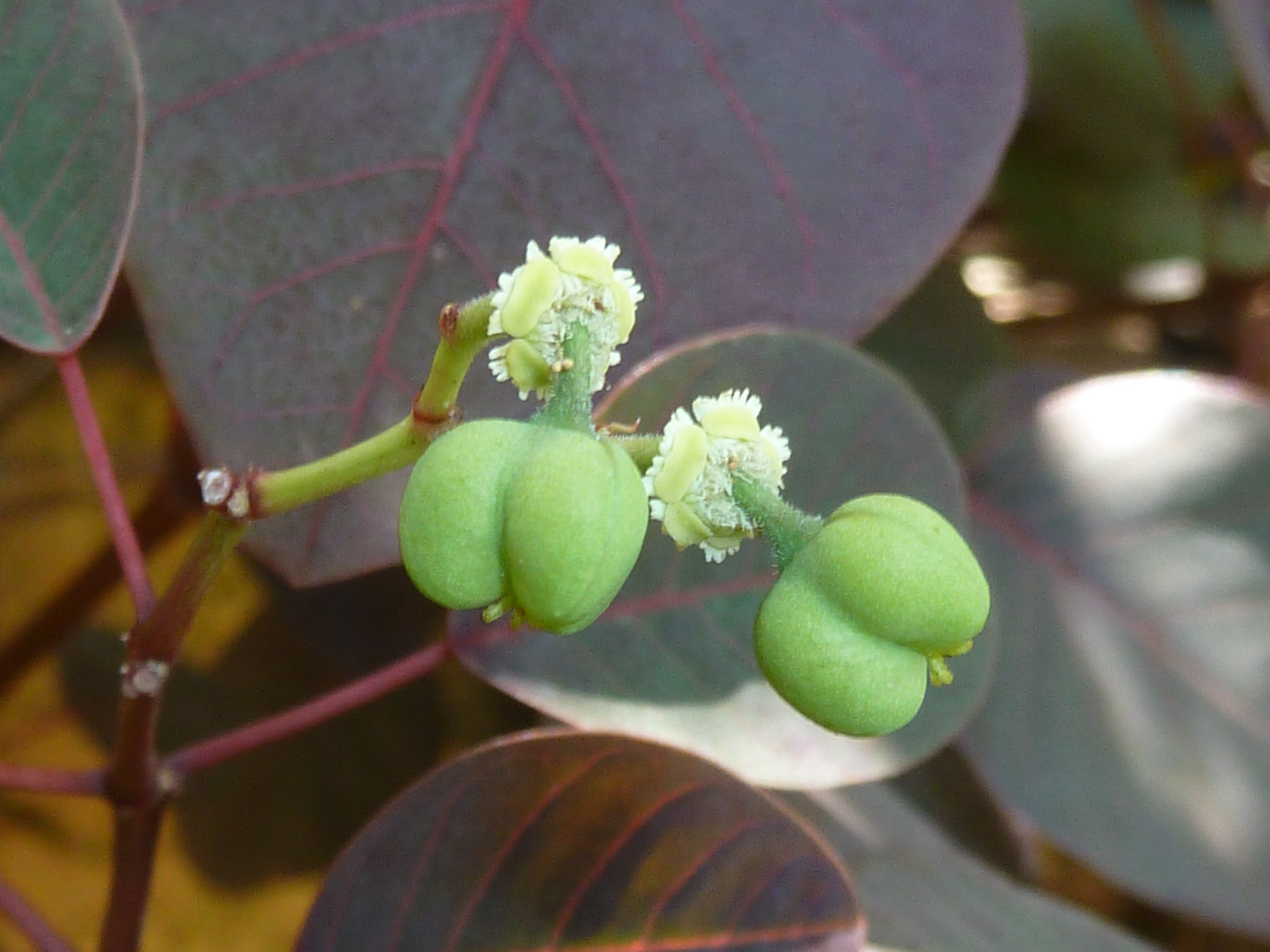 Mexican Shrubby Spurge photo 7