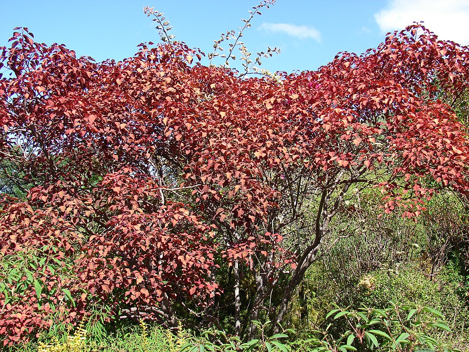 Mexican Shrubby Spurge