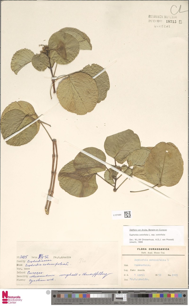 Euphorbia cotinifolia subsp. cotinifolia