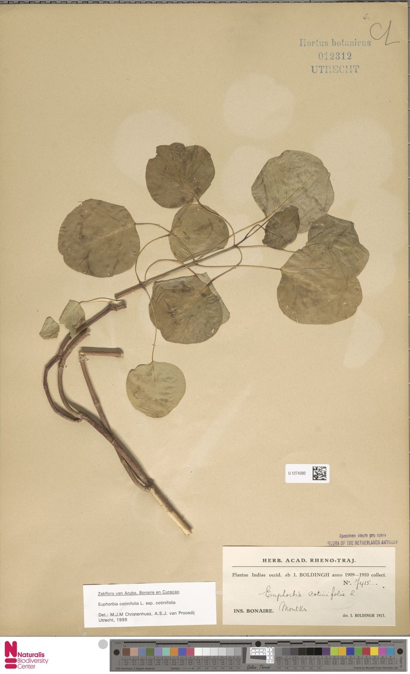 Euphorbia cotinifolia subsp. cotinifolia photo 2