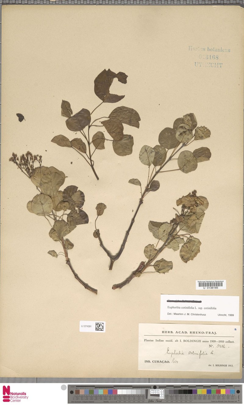 Euphorbia cotinifolia subsp. cotinifolia photo 3
