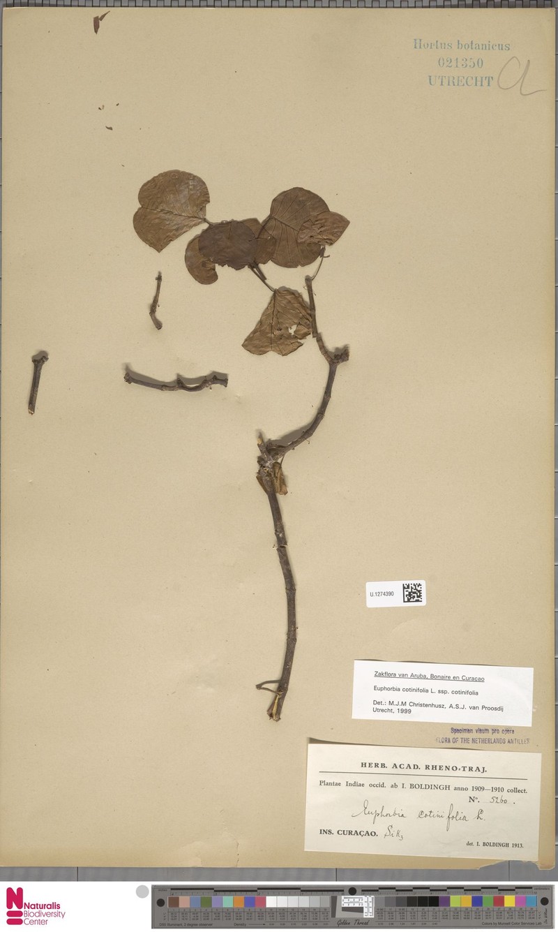 Euphorbia cotinifolia subsp. cotinifolia photo 4