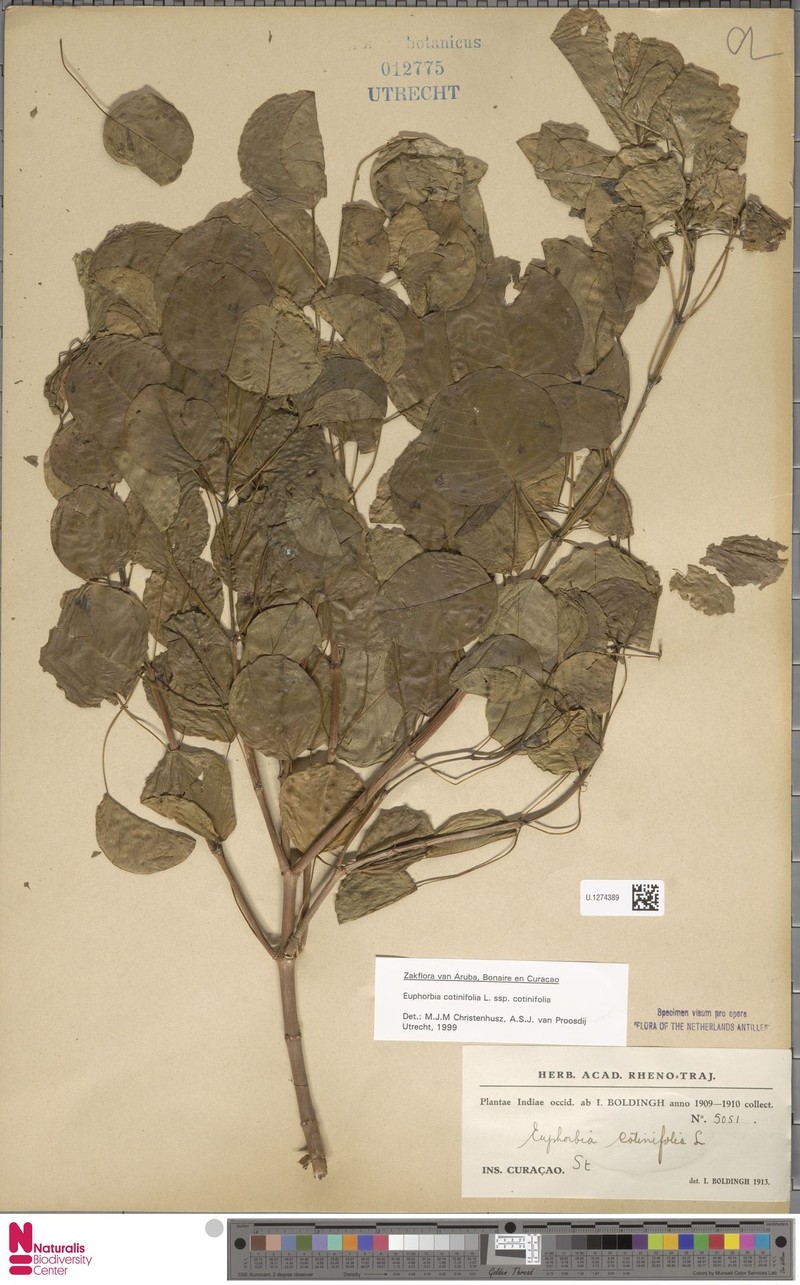 Euphorbia cotinifolia subsp. cotinifolia photo 5