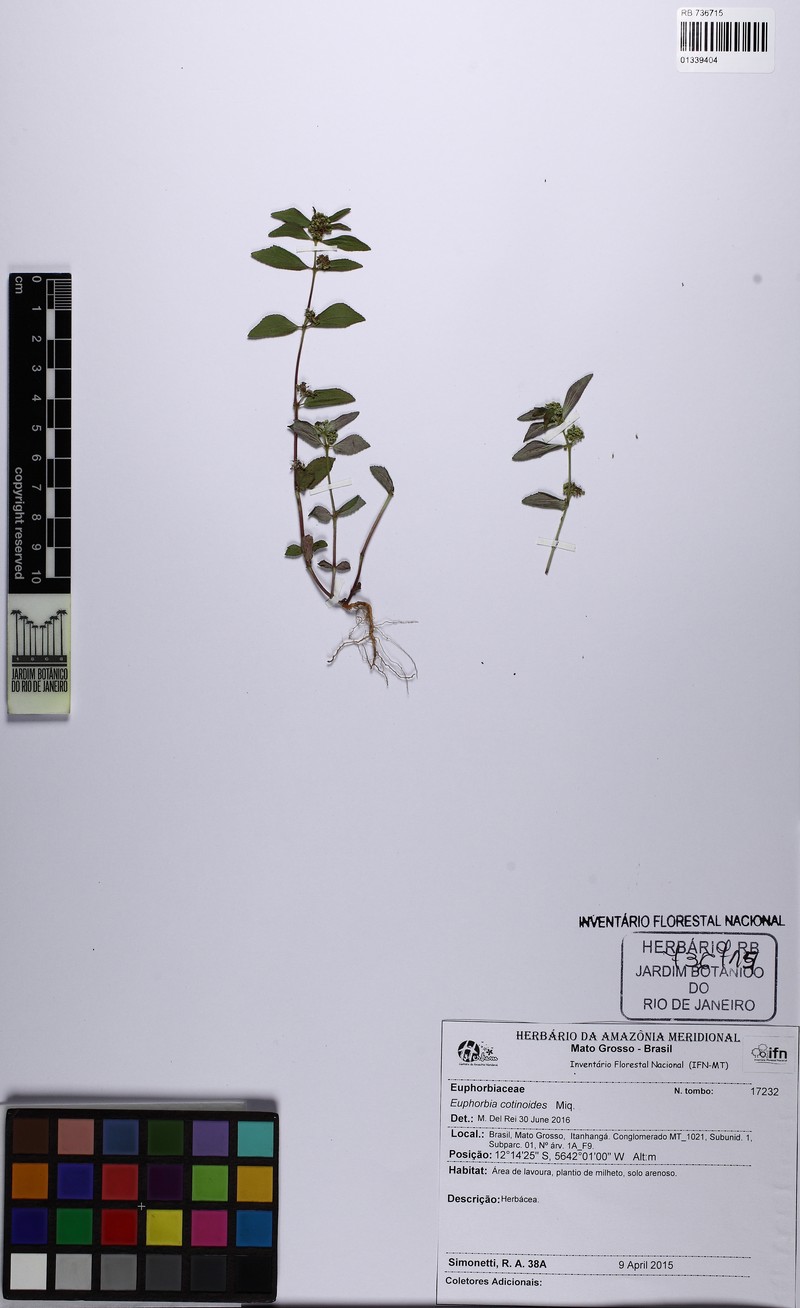 Euphorbia cotinifolia subsp. cotinoides