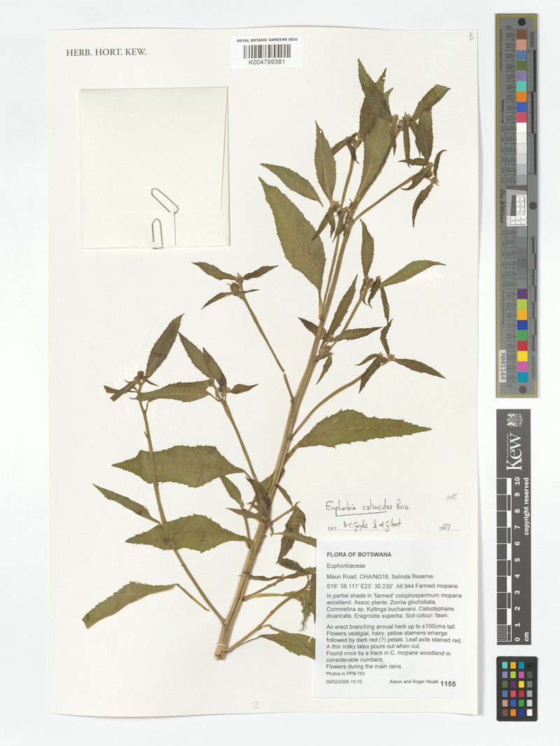 Euphorbia cotinifolia subsp. cotinoides photo 2