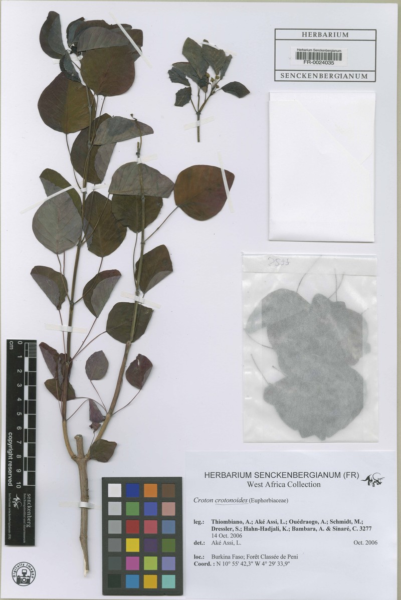 Euphorbia cotinifolia subsp. cotinoides photo 3