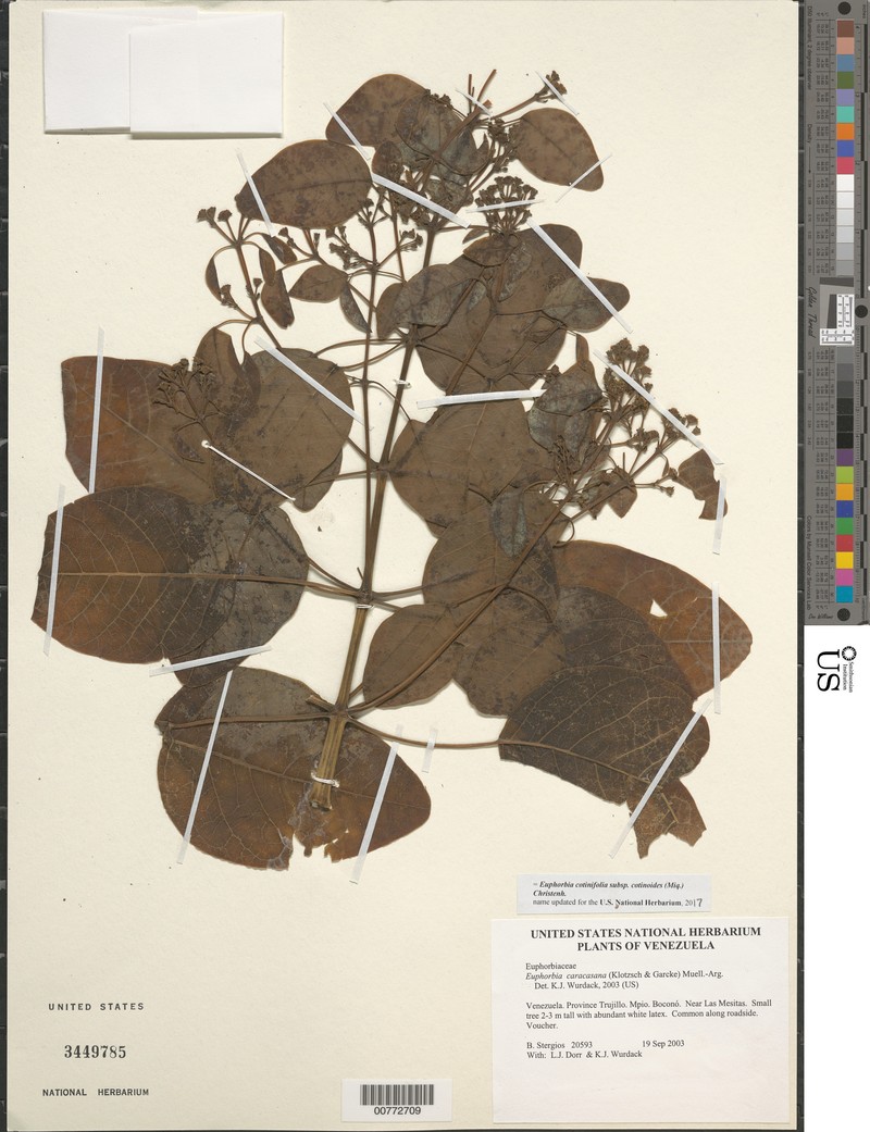 Euphorbia cotinifolia subsp. cotinoides photo 4