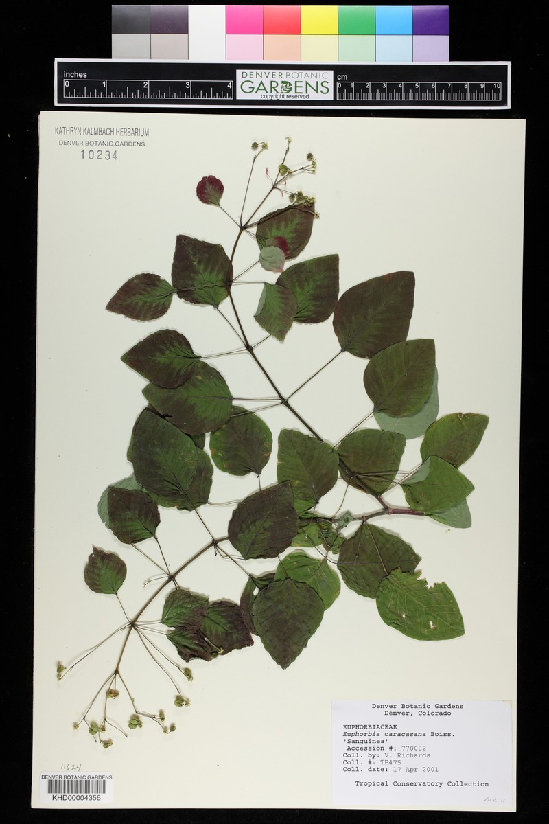 Euphorbia cotinifolia subsp. cotinoides photo 5