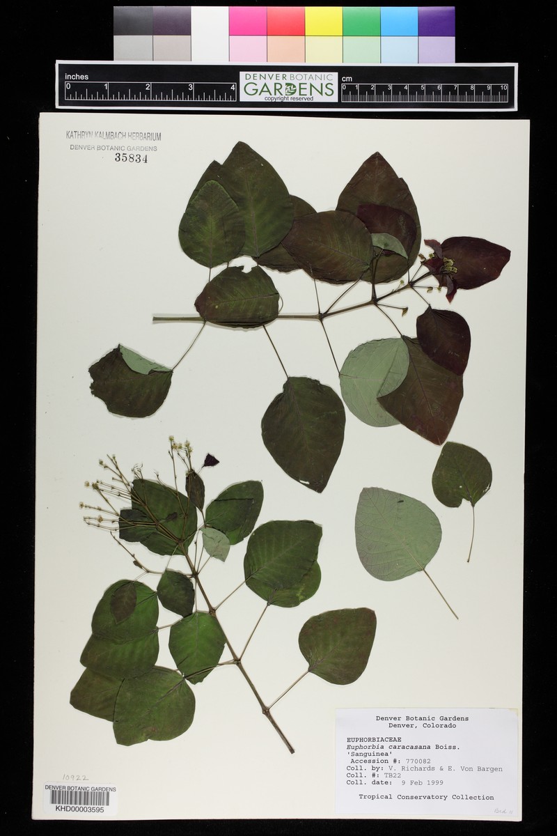 Euphorbia cotinifolia subsp. cotinoides photo 6