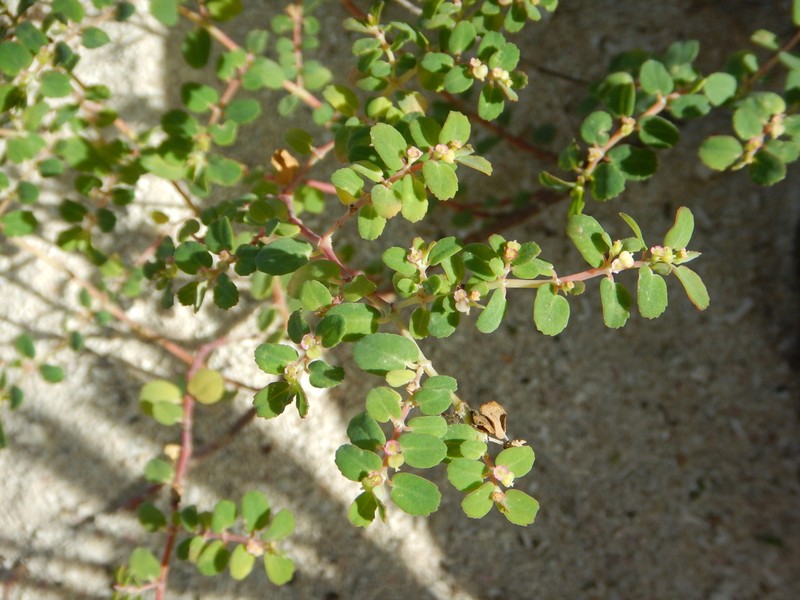 Euphorbia cozumelensis