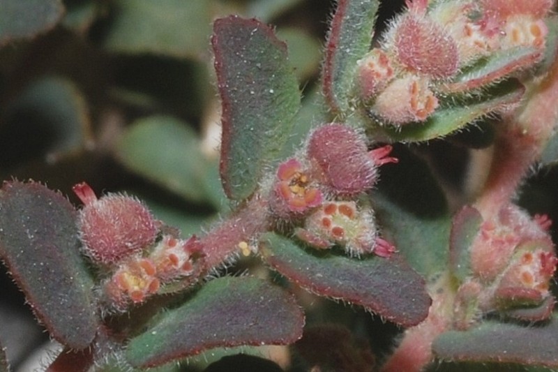 Euphorbia cozumelensis photo 2