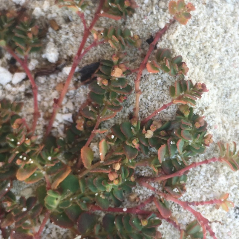 Euphorbia cozumelensis photo 3