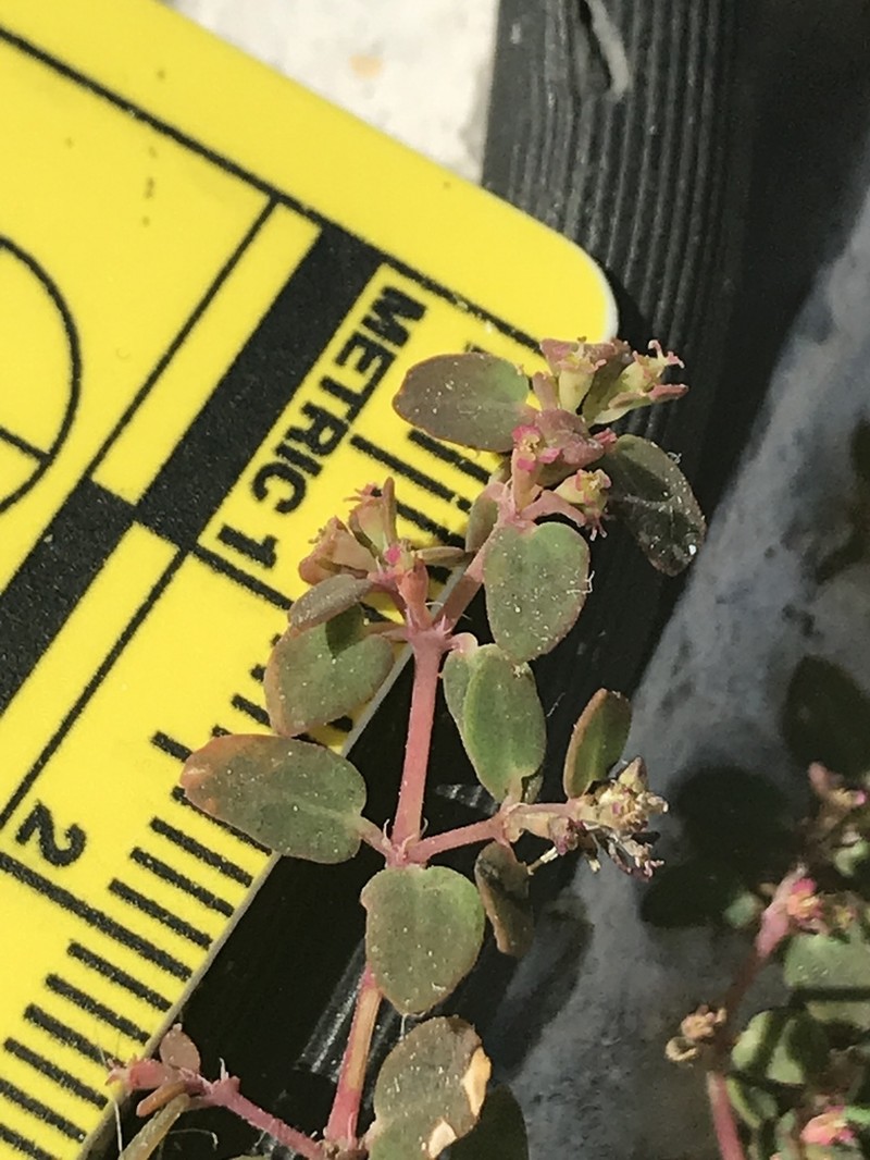 Euphorbia cozumelensis photo 4