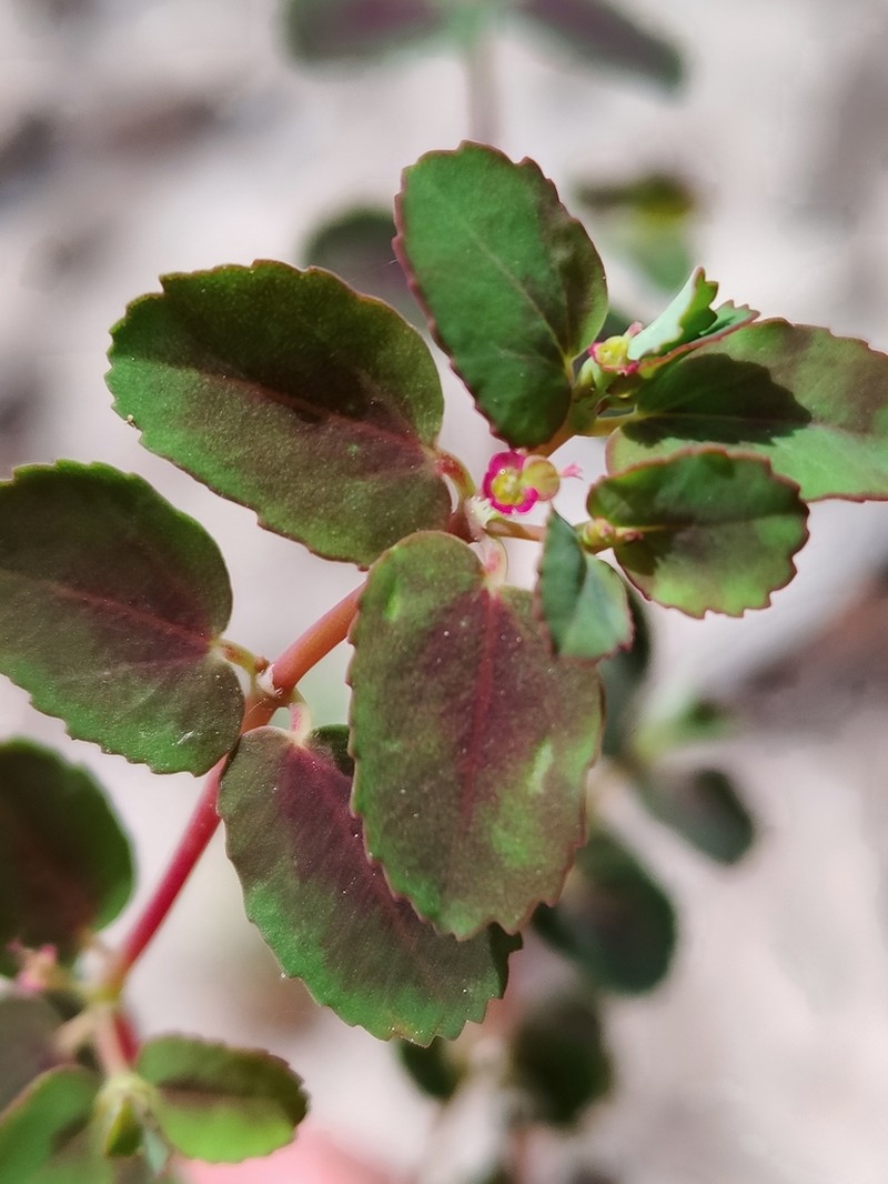 Euphorbia cozumelensis photo 5