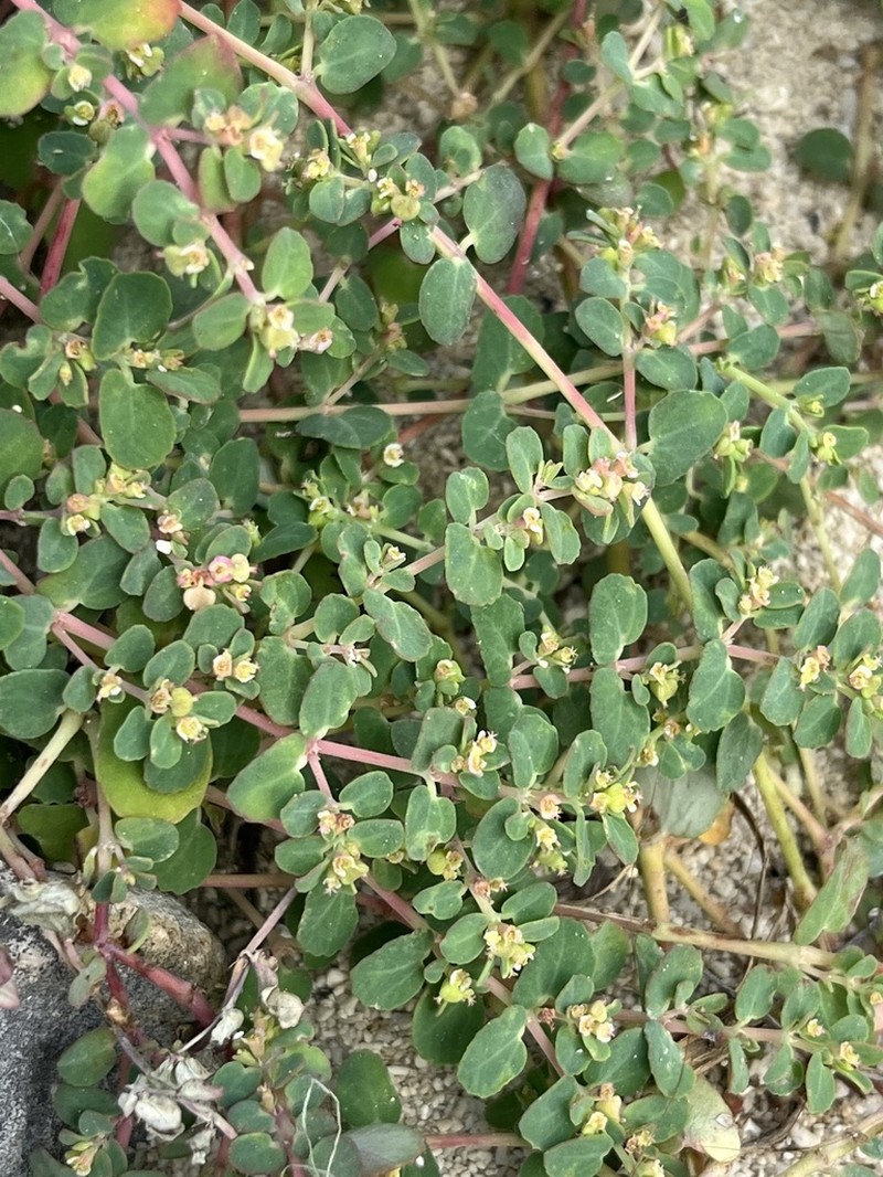 Euphorbia cozumelensis photo 6