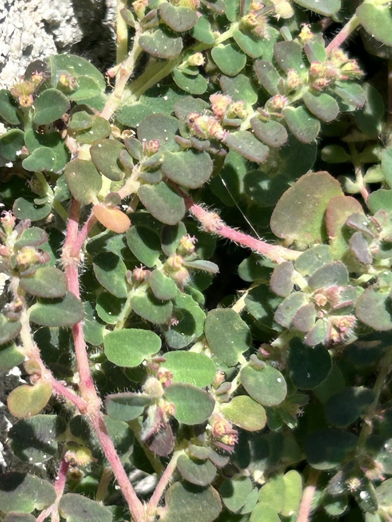Euphorbia cozumelensis photo 7