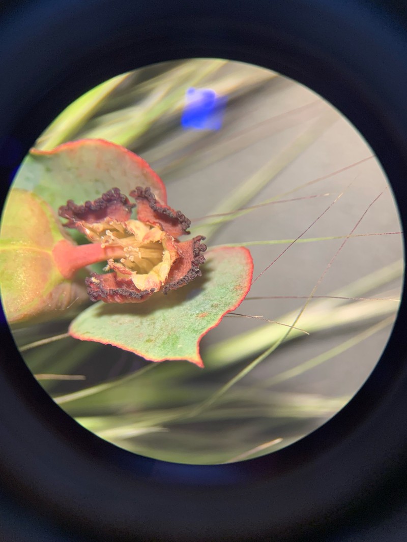 Euphorbia craspedia