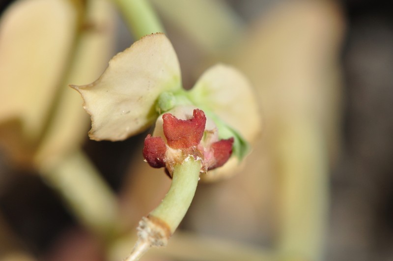 Euphorbia craspedia photo 2