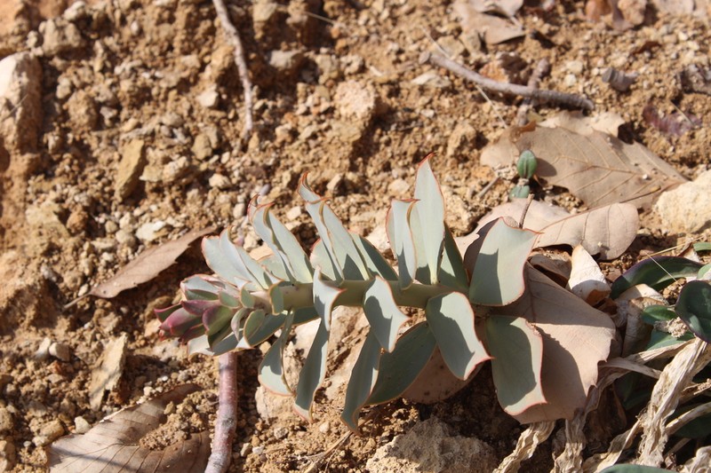 Euphorbia craspedia photo 3