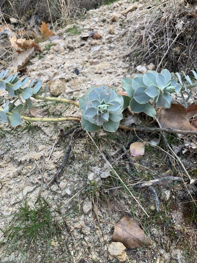 Euphorbia craspedia photo 4