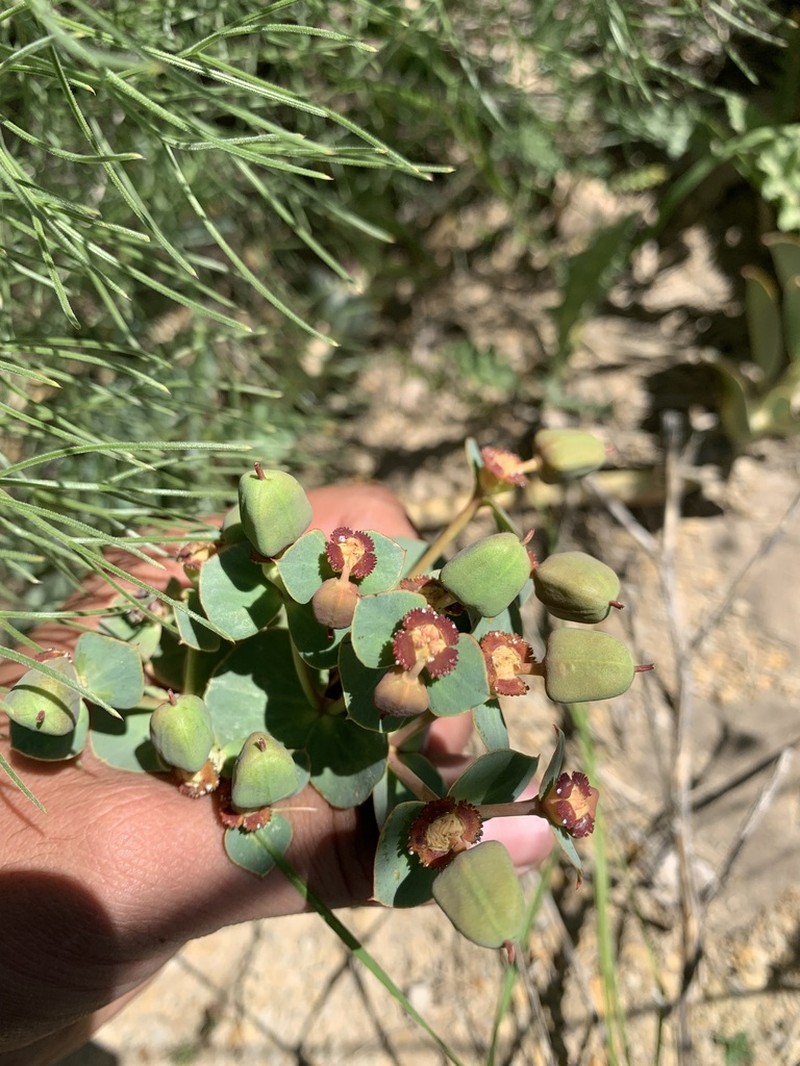 Euphorbia craspedia photo 5