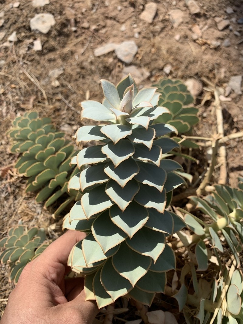 Euphorbia craspedia photo 6