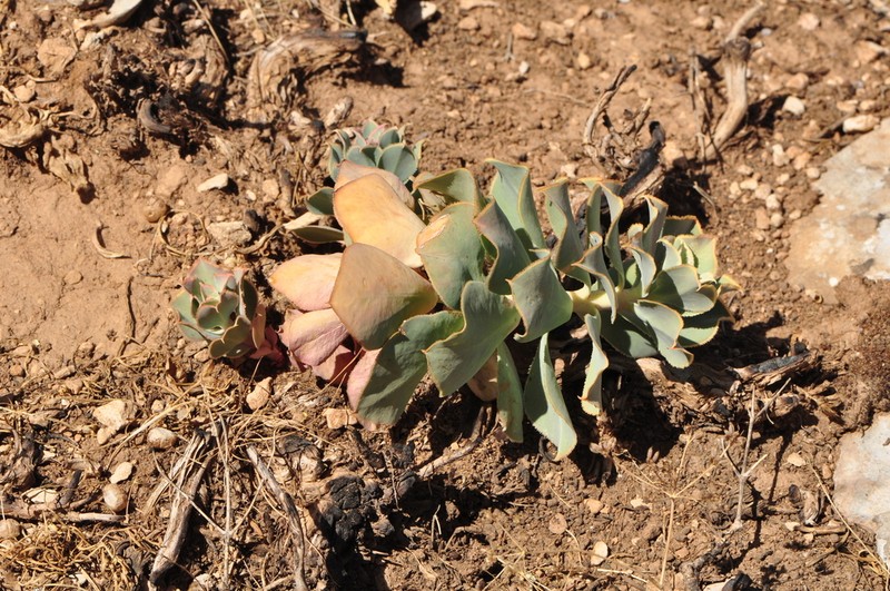 Euphorbia craspedia photo 7