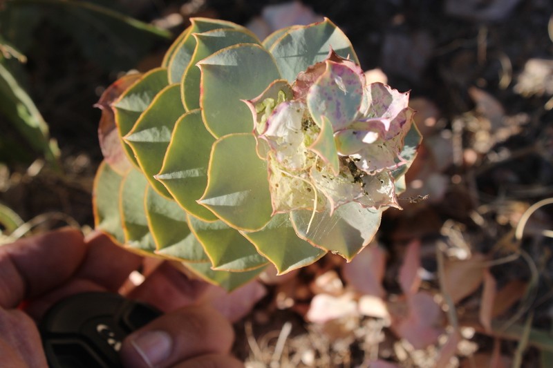 Euphorbia craspedia photo 8